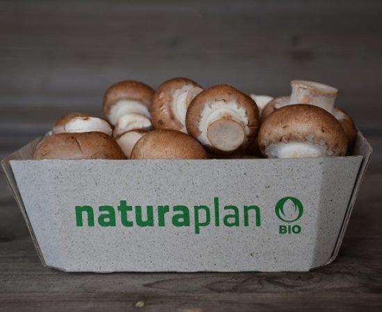 Material Technology: Grass Paper