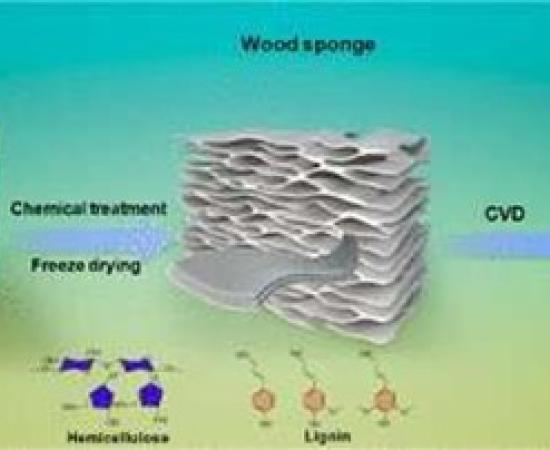 Wood sponge Wood sponge