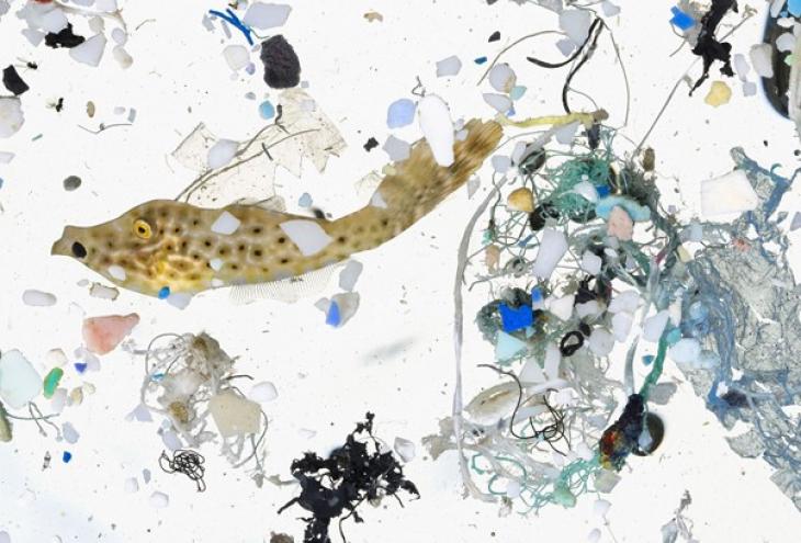 A Deep Dive Into Microplastics : Impact On Marine Environment